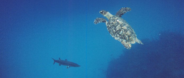 Hawkbill turtle
          "Oscar" with barracuda